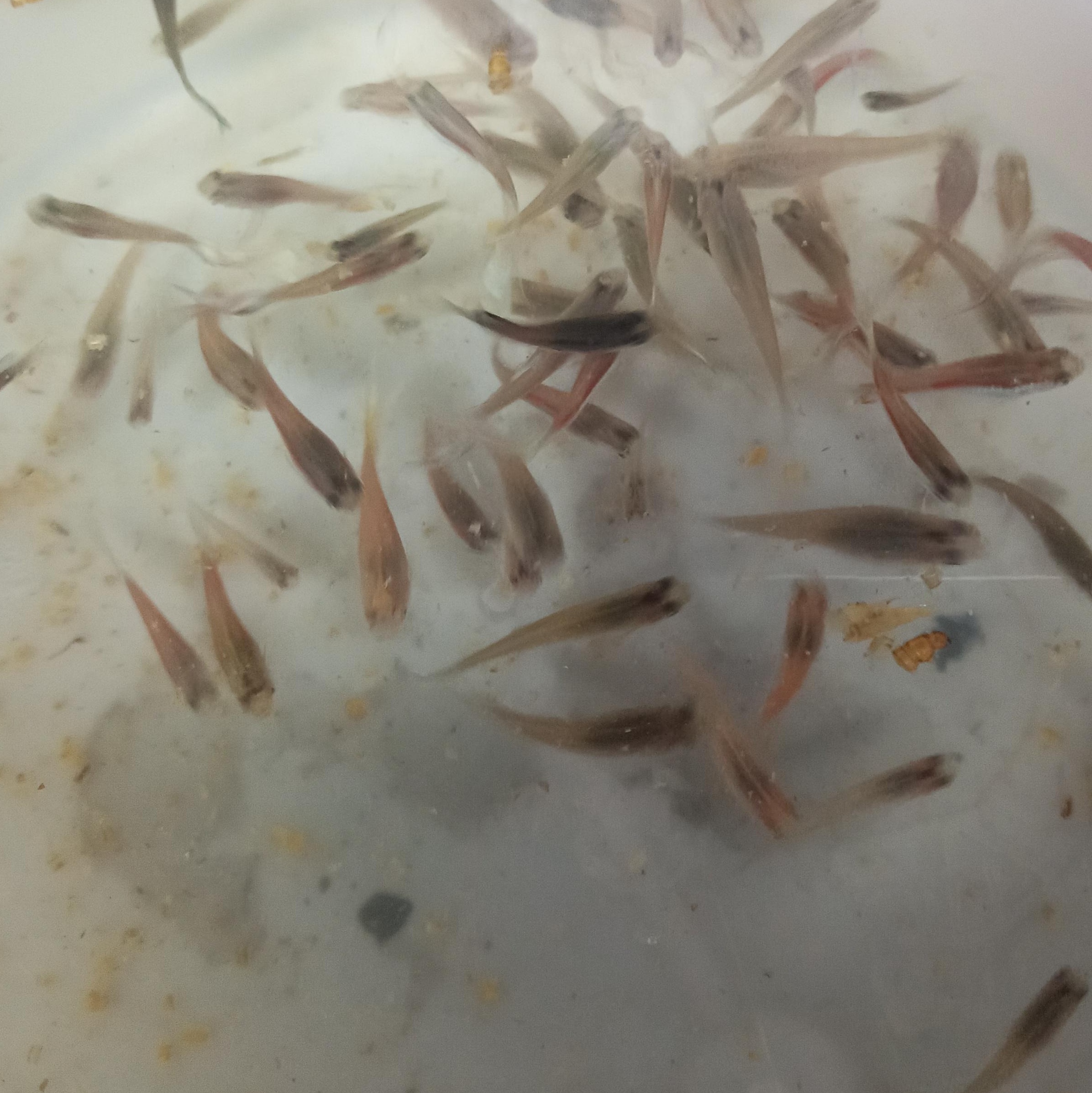 Enlarge Guppies, a Adoptable Freshwater Fish in Modesto, CA image 1/1