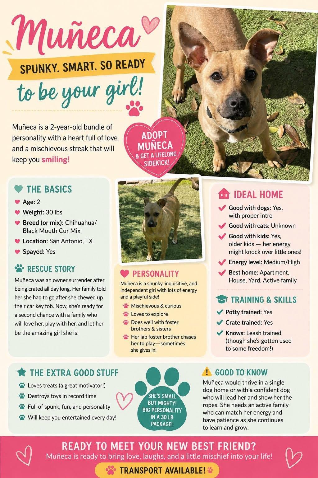Muneca, Adoptable, Young Female Black Mouth Cur & Chihuahua.