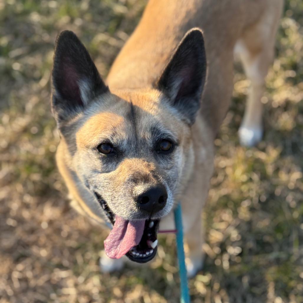 Gracie, Adoptable, Adult Female Mixed Breed.