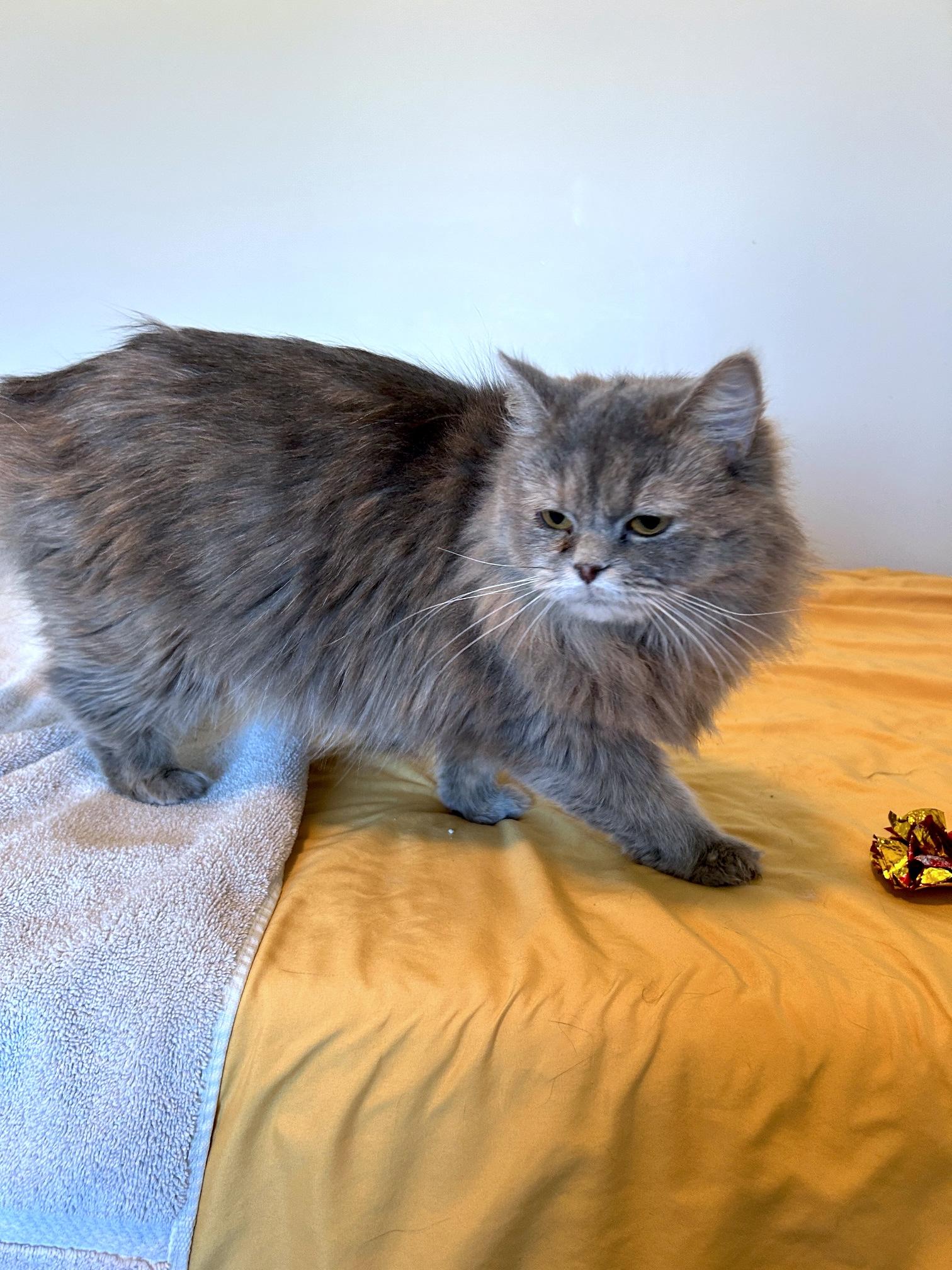 Moonie, a Adopted Persian in Lancaster, PA image 2/5