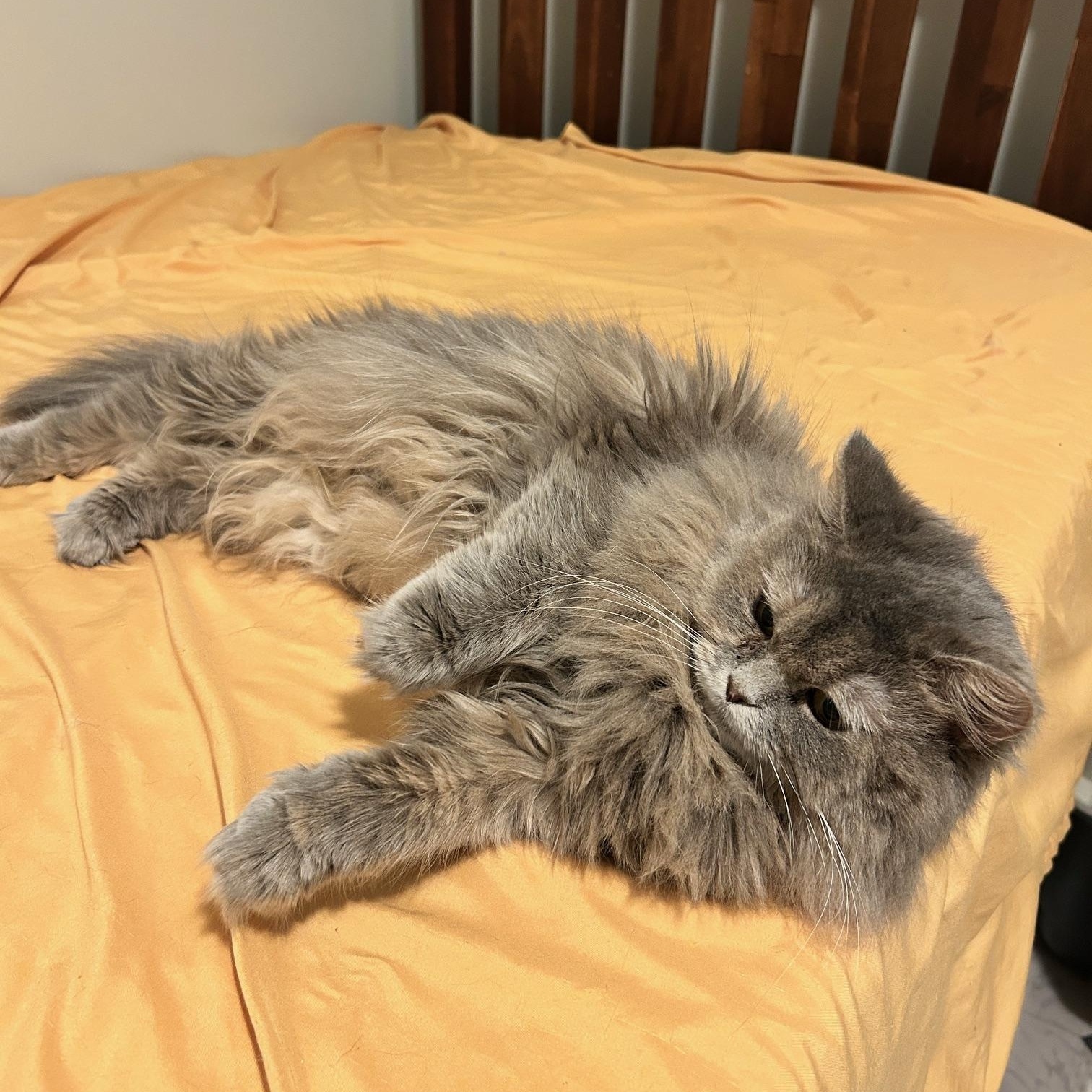 Moonie, Adopted, Adult Female Persian.