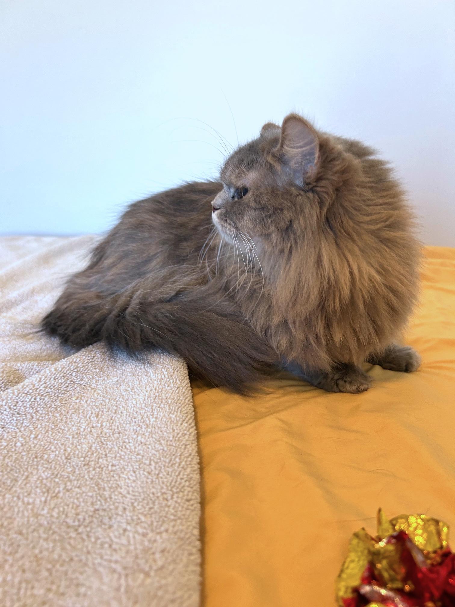 Moonie, a Adopted Persian in Lancaster, PA image 4/5