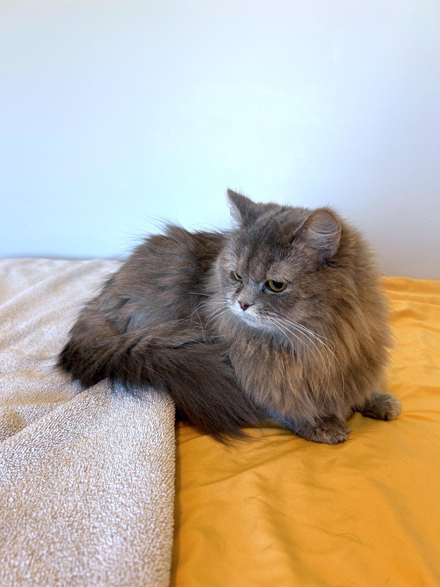 Moonie, a Adopted Persian in Lancaster, PA image 3/5