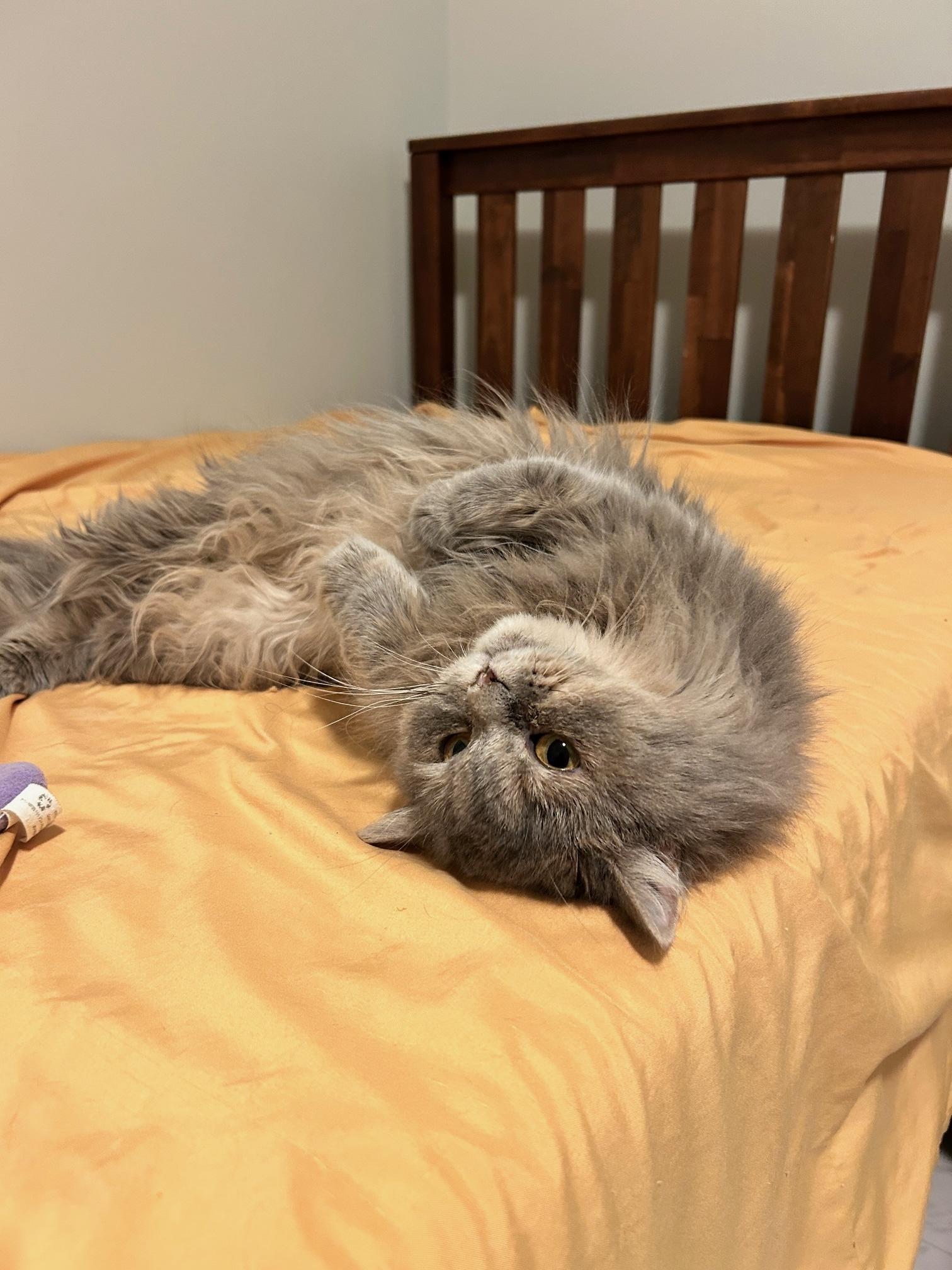 Moonie, a Adopted Persian in Lancaster, PA image 1/5