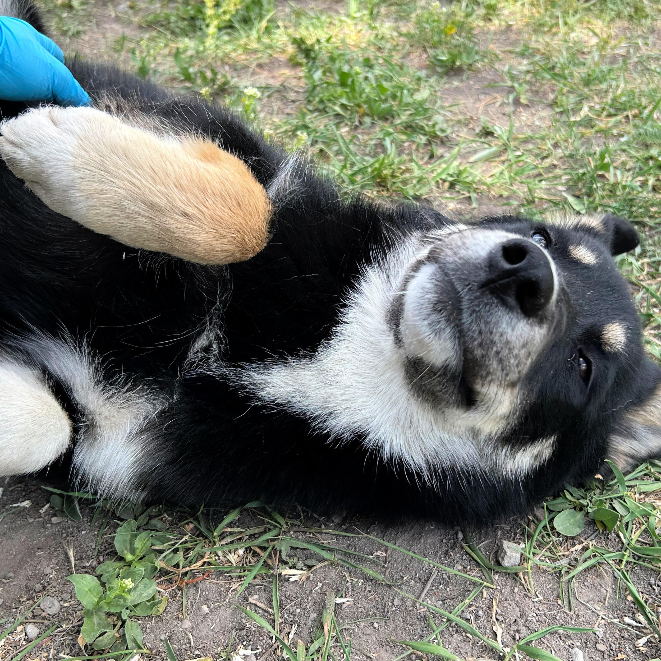 Rae, a ADOPTABLE mixed breed in Lindon, UT image 5/6