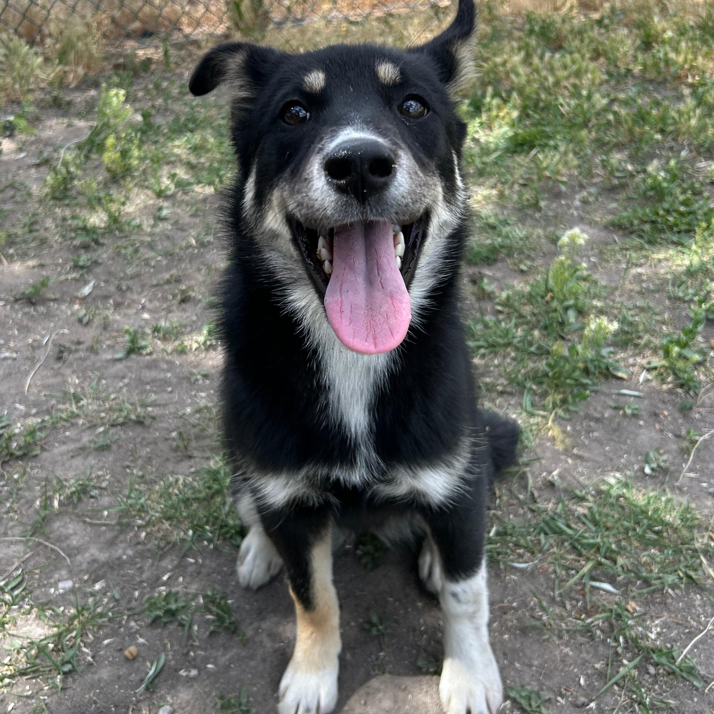 Rae, a ADOPTABLE mixed breed in Lindon, UT image 2/6