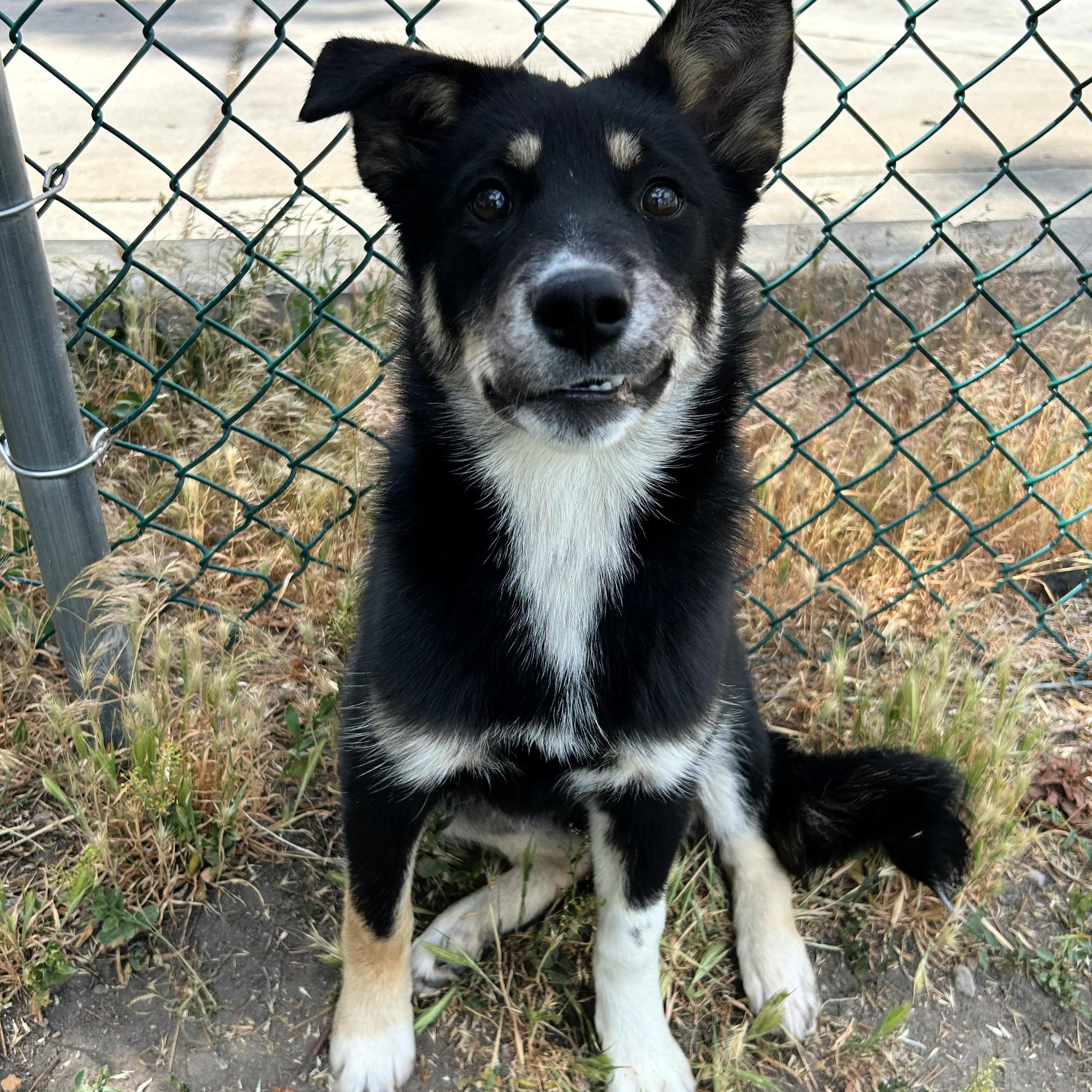 Rae, a ADOPTABLE mixed breed in Lindon, UT image 4/6