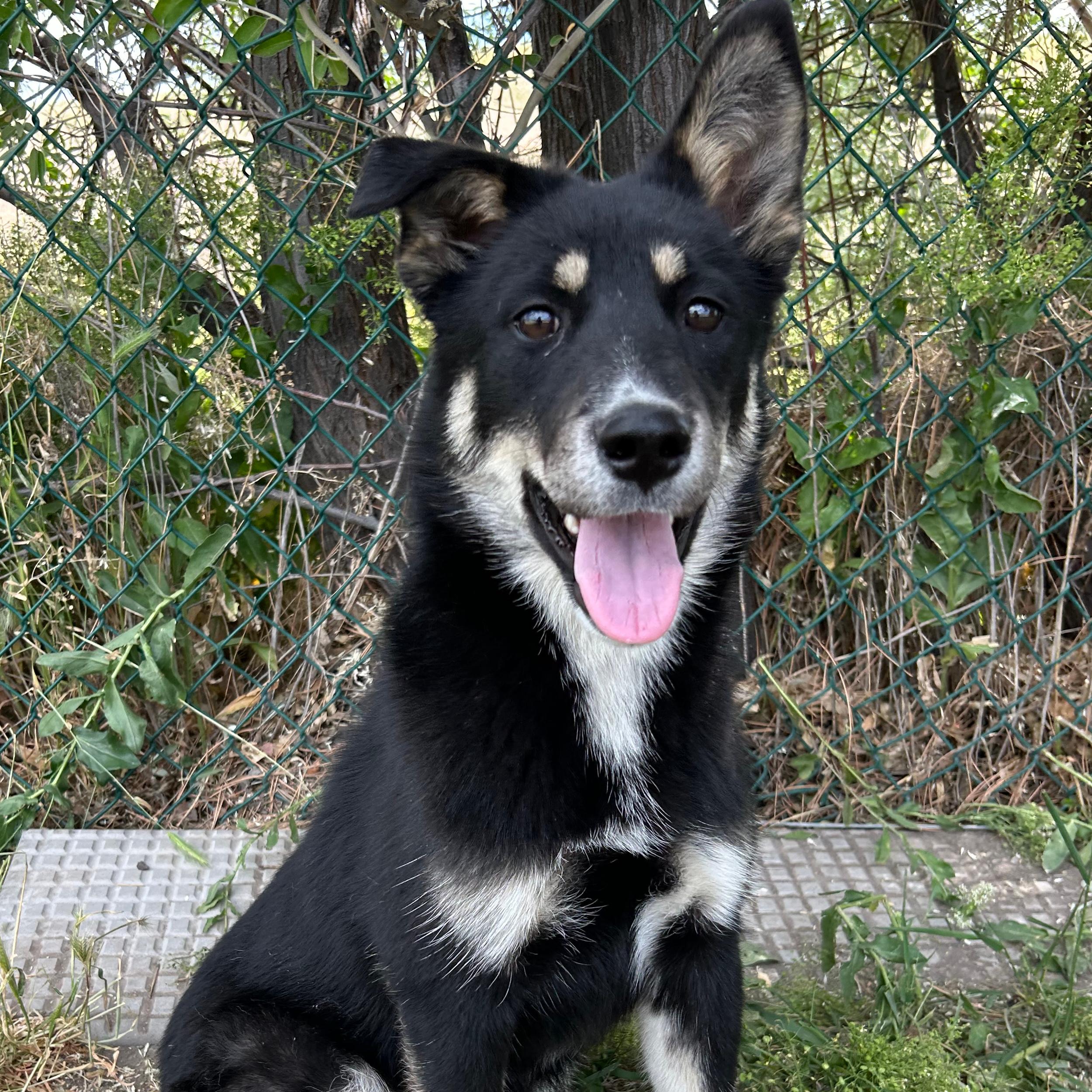 Rae, ADOPTABLE, Puppy Female Husky.