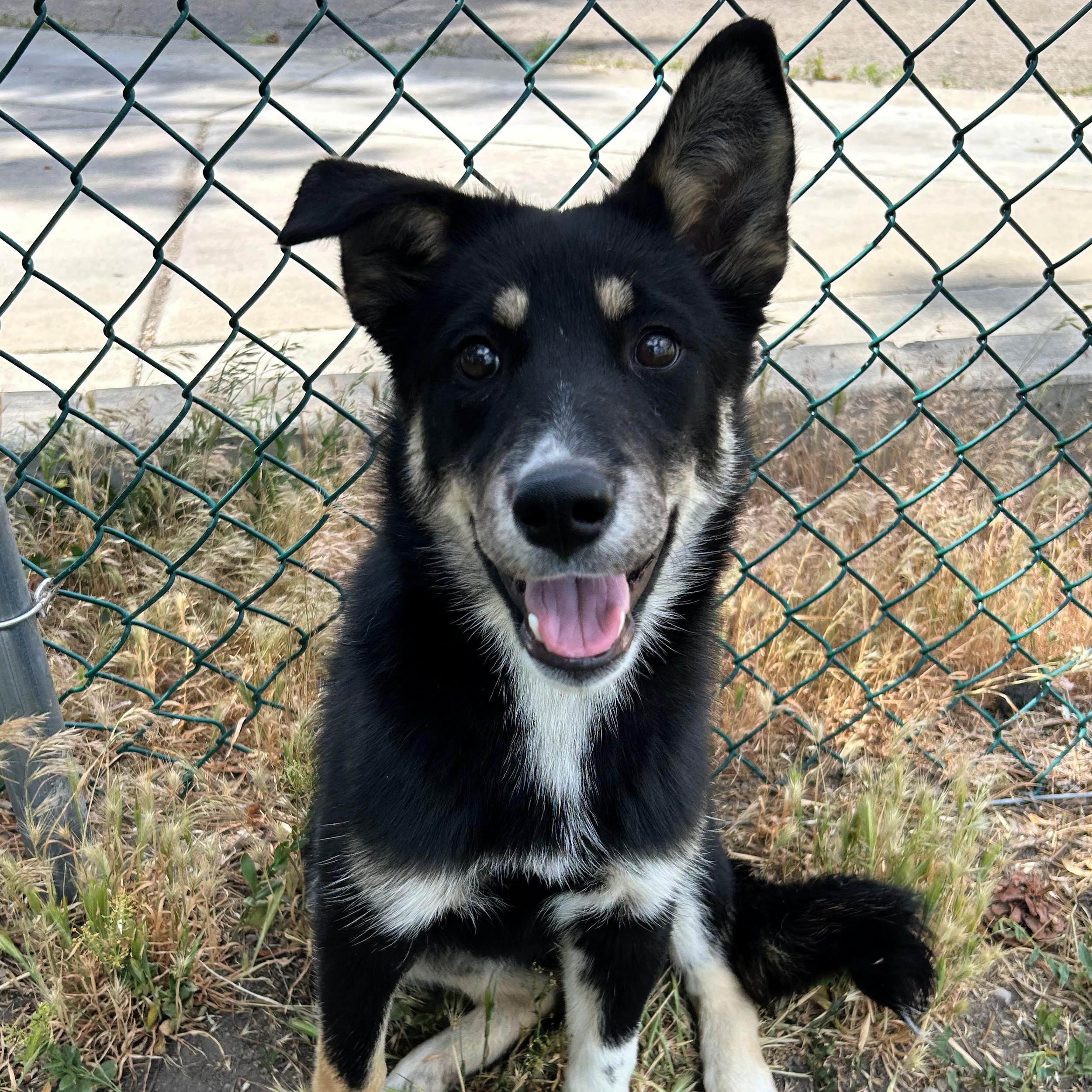 Rae, a ADOPTABLE mixed breed in Lindon, UT image 6/6