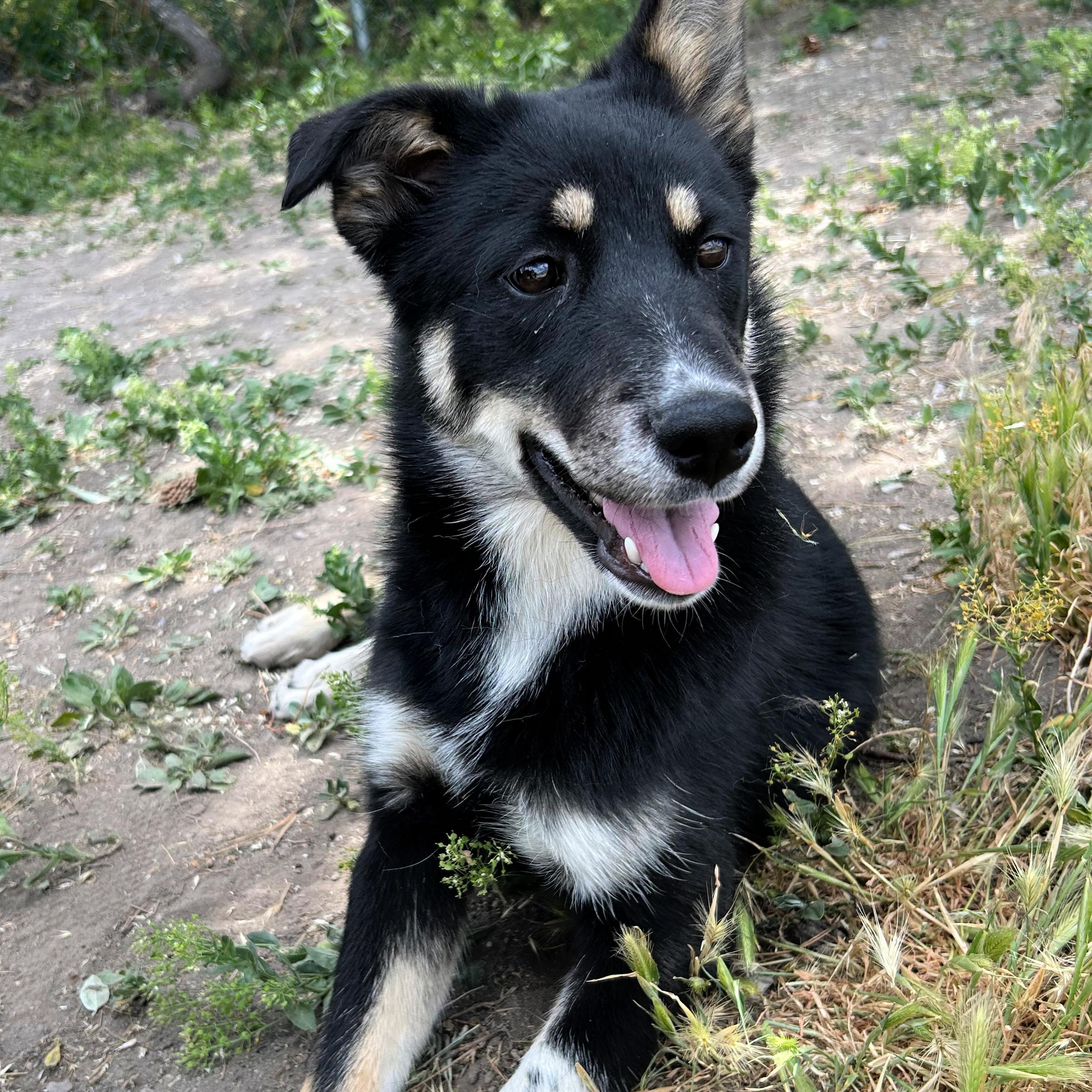 Rae, a ADOPTABLE mixed breed in Lindon, UT image 3/6