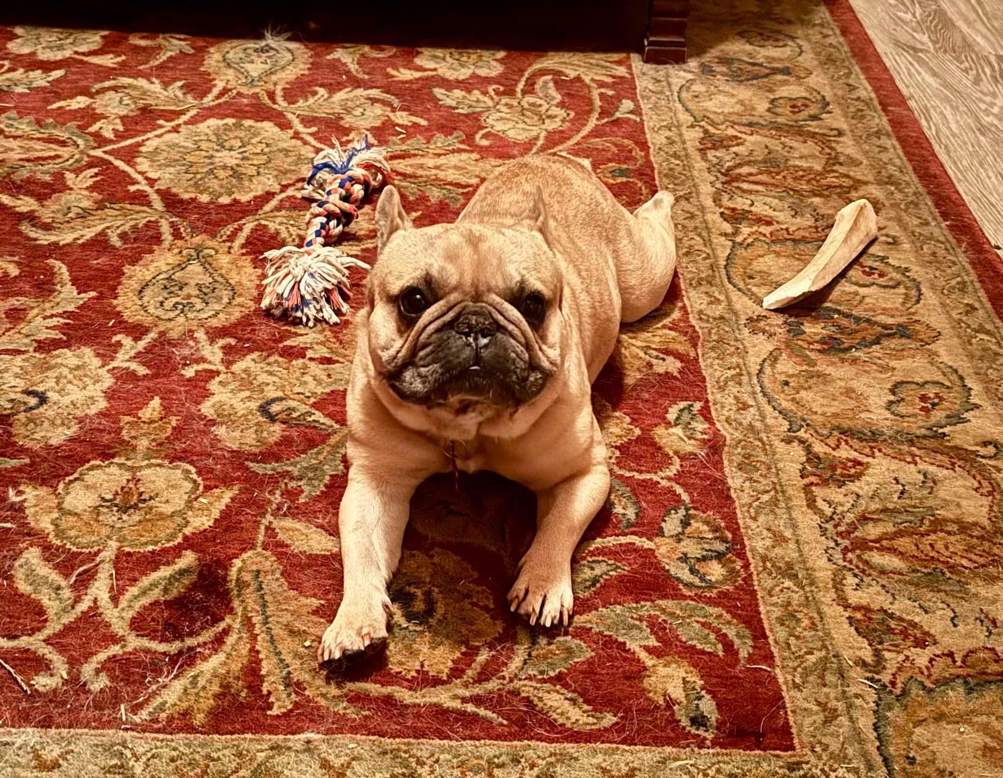 Enlarge Walter, a Adopted French Bulldog in Mount Morris, MI image 2/5