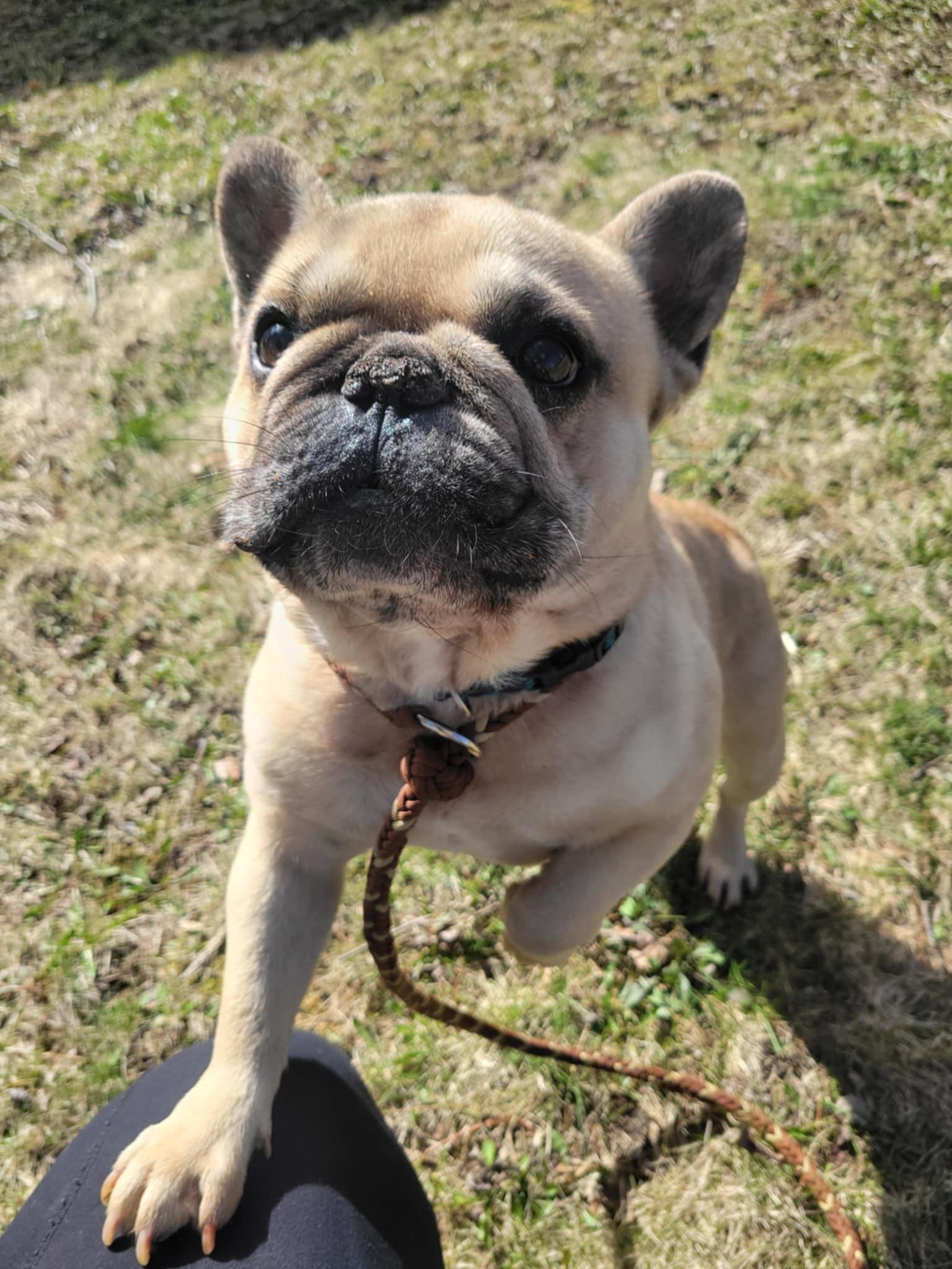 Enlarge Walter, a Adopted French Bulldog in Mount Morris, MI image 3/5