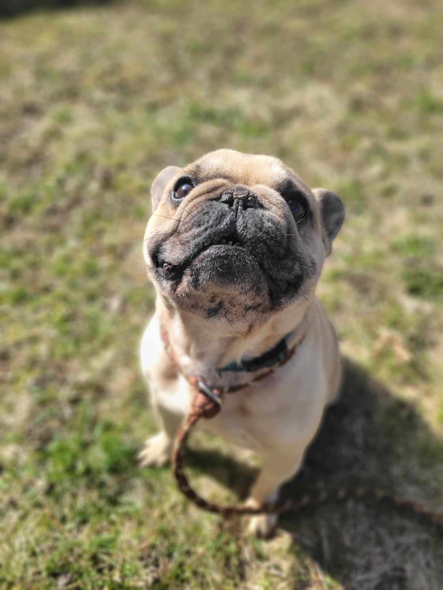 Enlarge Walter, a Adopted French Bulldog in Mount Morris, MI image 5/5