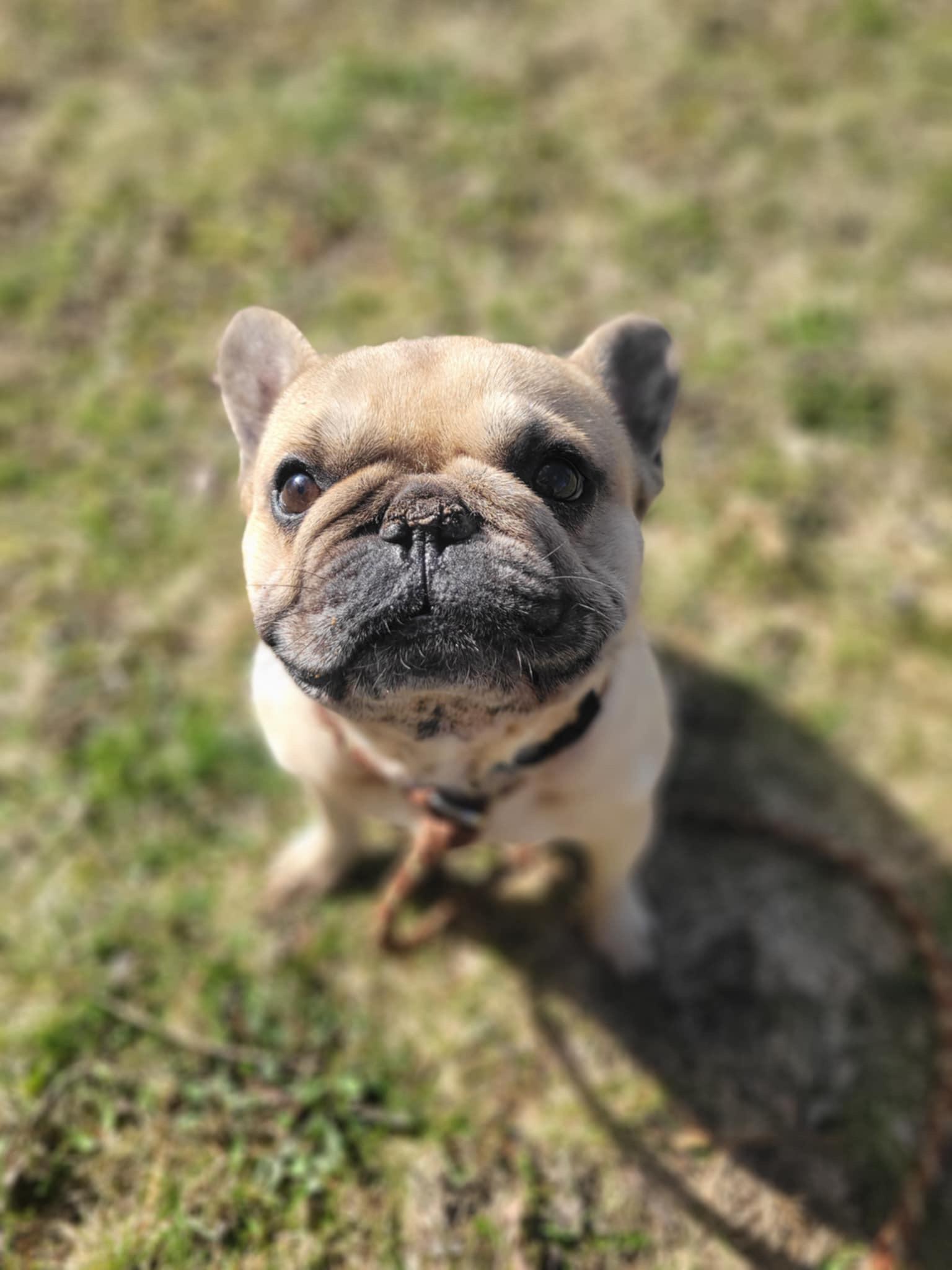 Walter, Adopted, Adult Male French Bulldog.