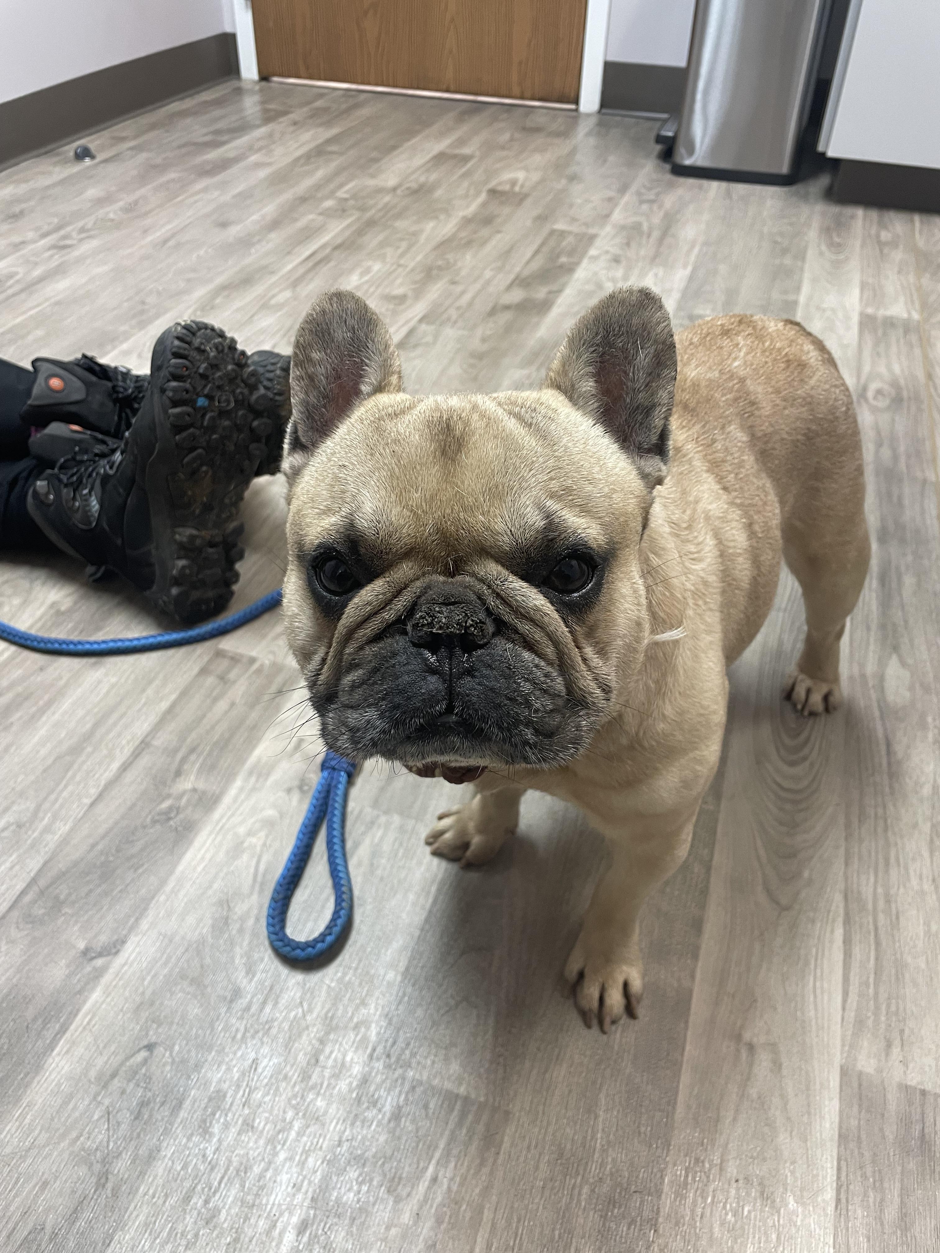 Enlarge Walter, a Adopted French Bulldog in Mount Morris, MI image 4/5
