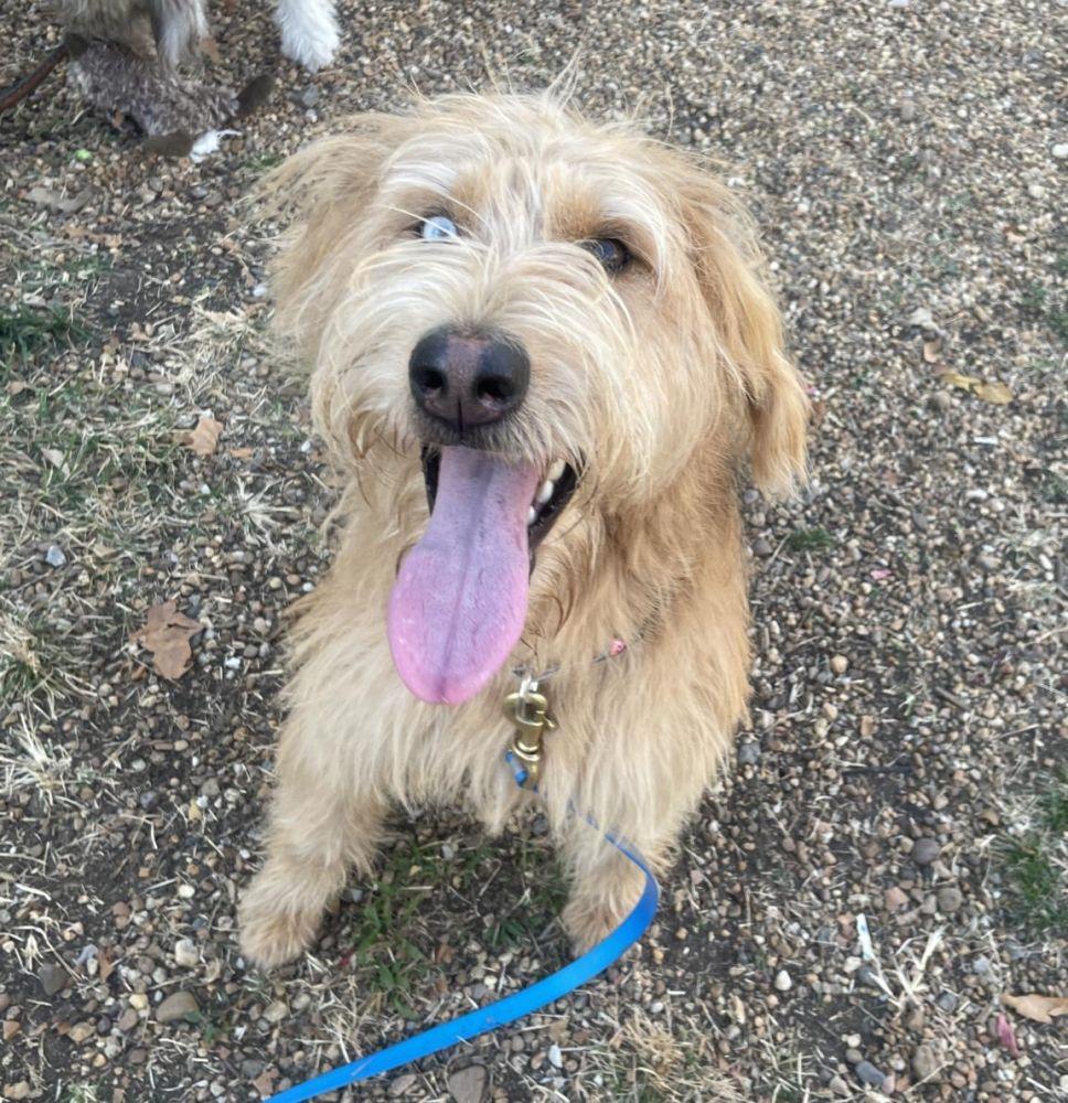 Kiara, Adoptable, Adult Female Mixed Breed.