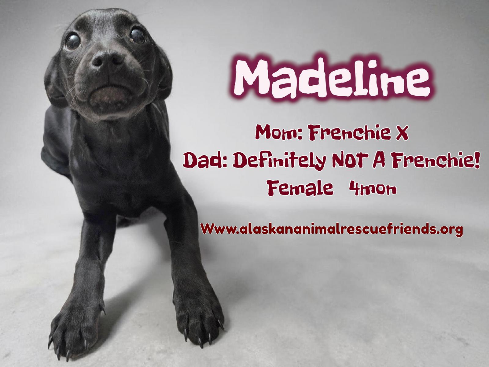 Enlarge Madeline, a Adoptable French Bulldog in Anchorage, AK image 1/1