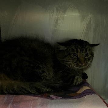 Sully *Working Cat*, Adoptable, Adult Male Domestic Medium Hair.