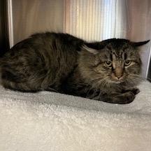 Enlarge Sully *Working Cat*, a Adoptable Domestic Medium Hair in Dover, NH image 2/2