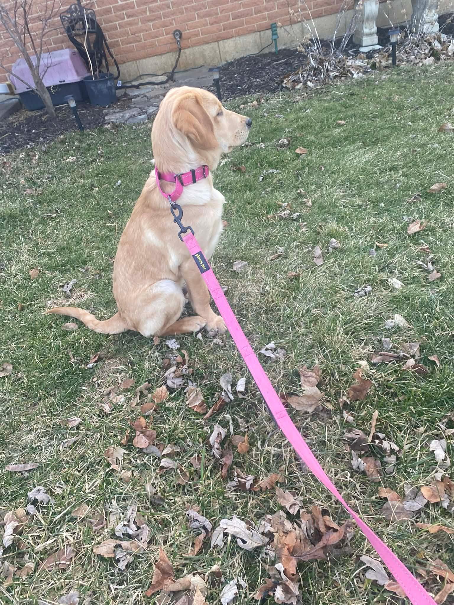 Enlarge Ranger , an adoptable mixed breed in Dayton, OH image 2/2