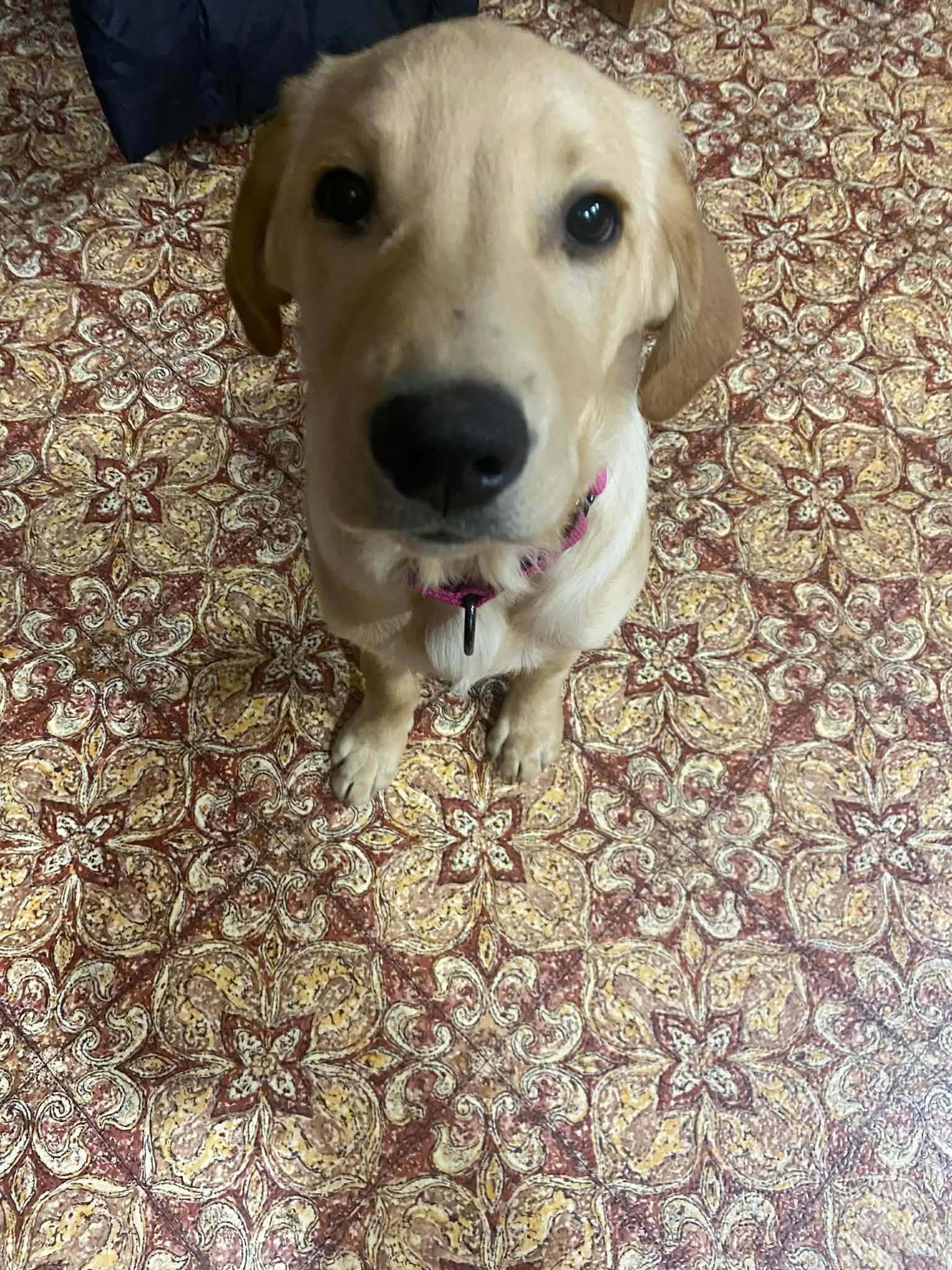 Ranger , adoptable, Puppy Male Golden Retriever.