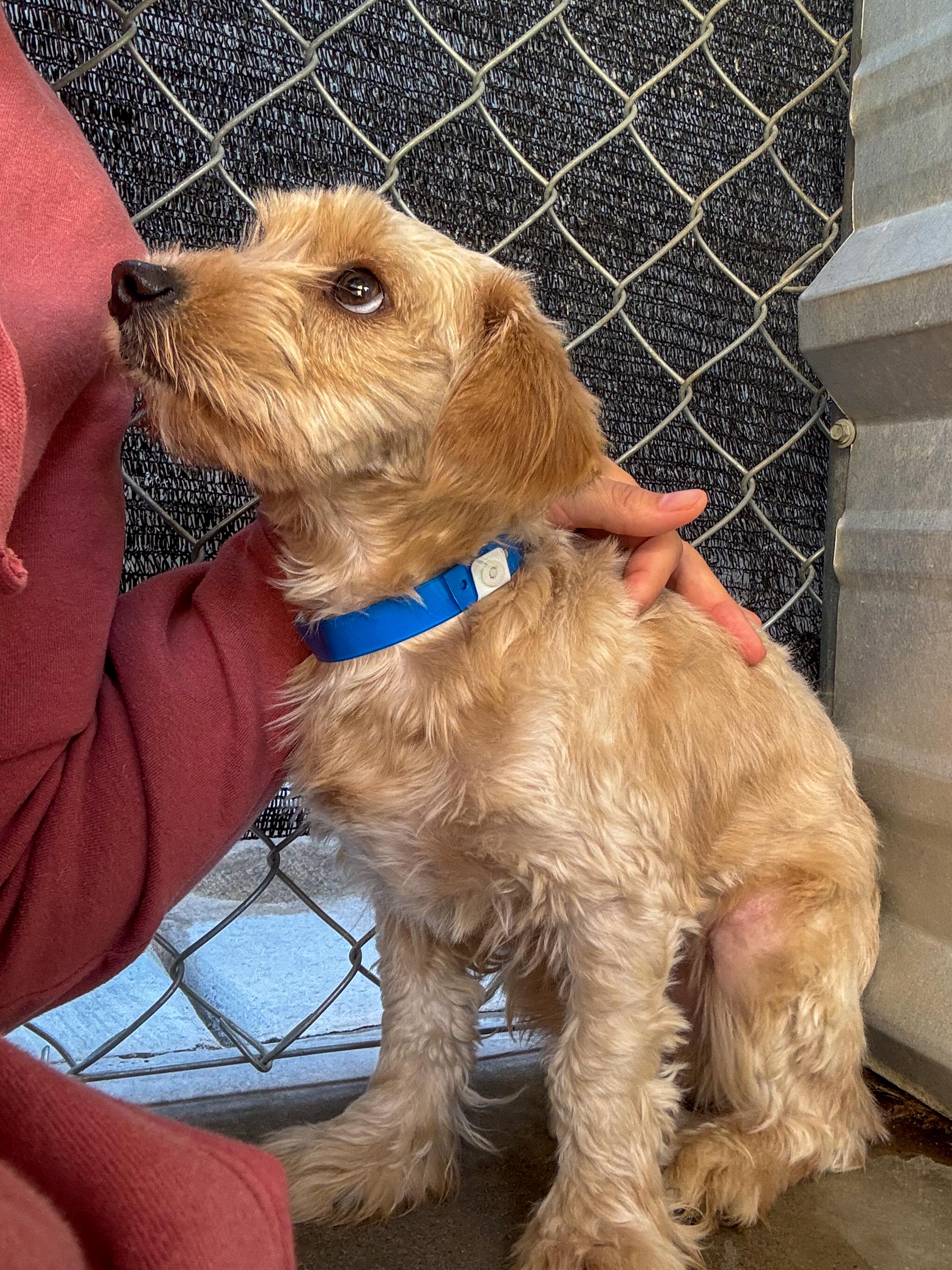 Enlarge MERRIT, a Adoptable mixed breed in Fresno, CA image 4/6