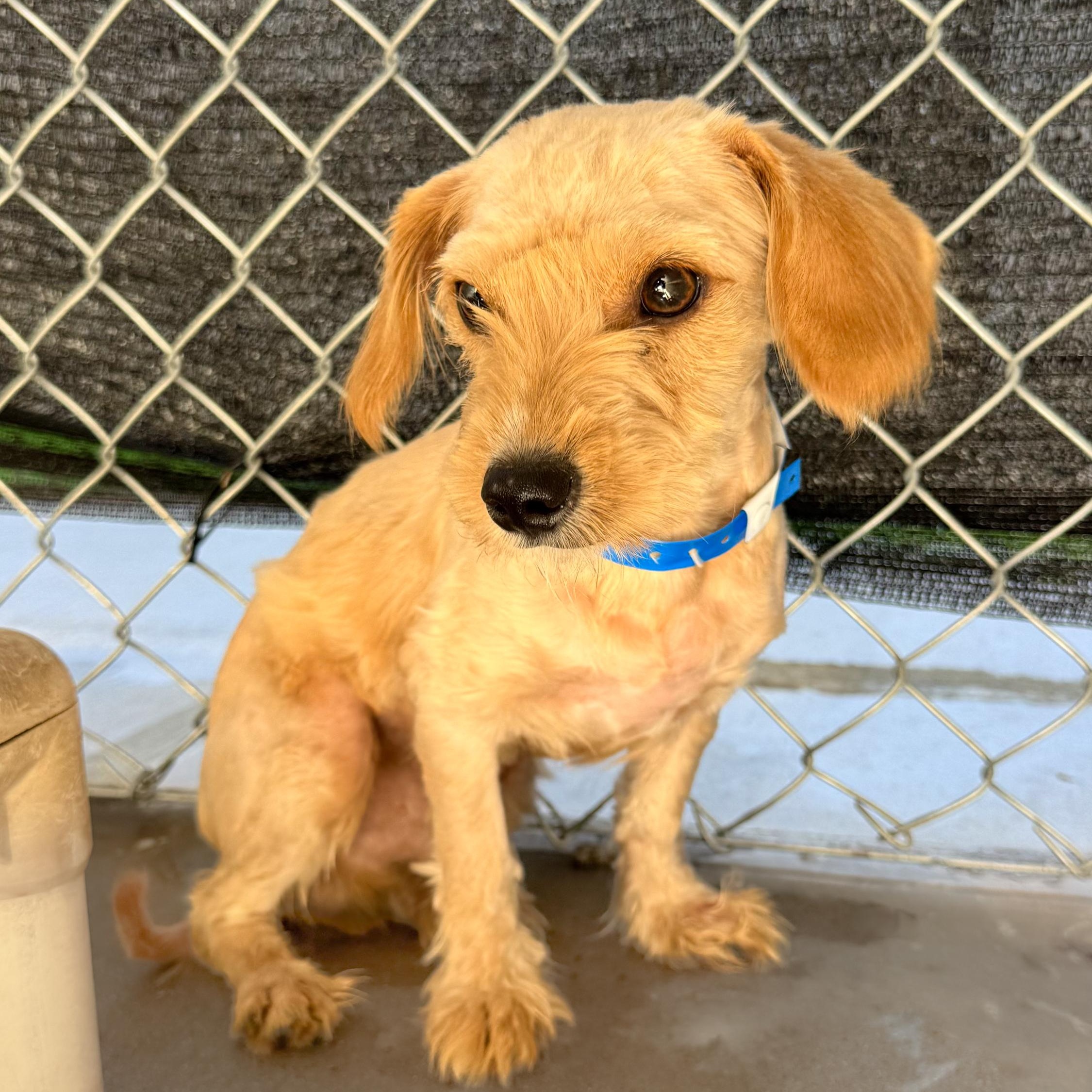 MERRIT, Adoptable, Adult Male Terrier.