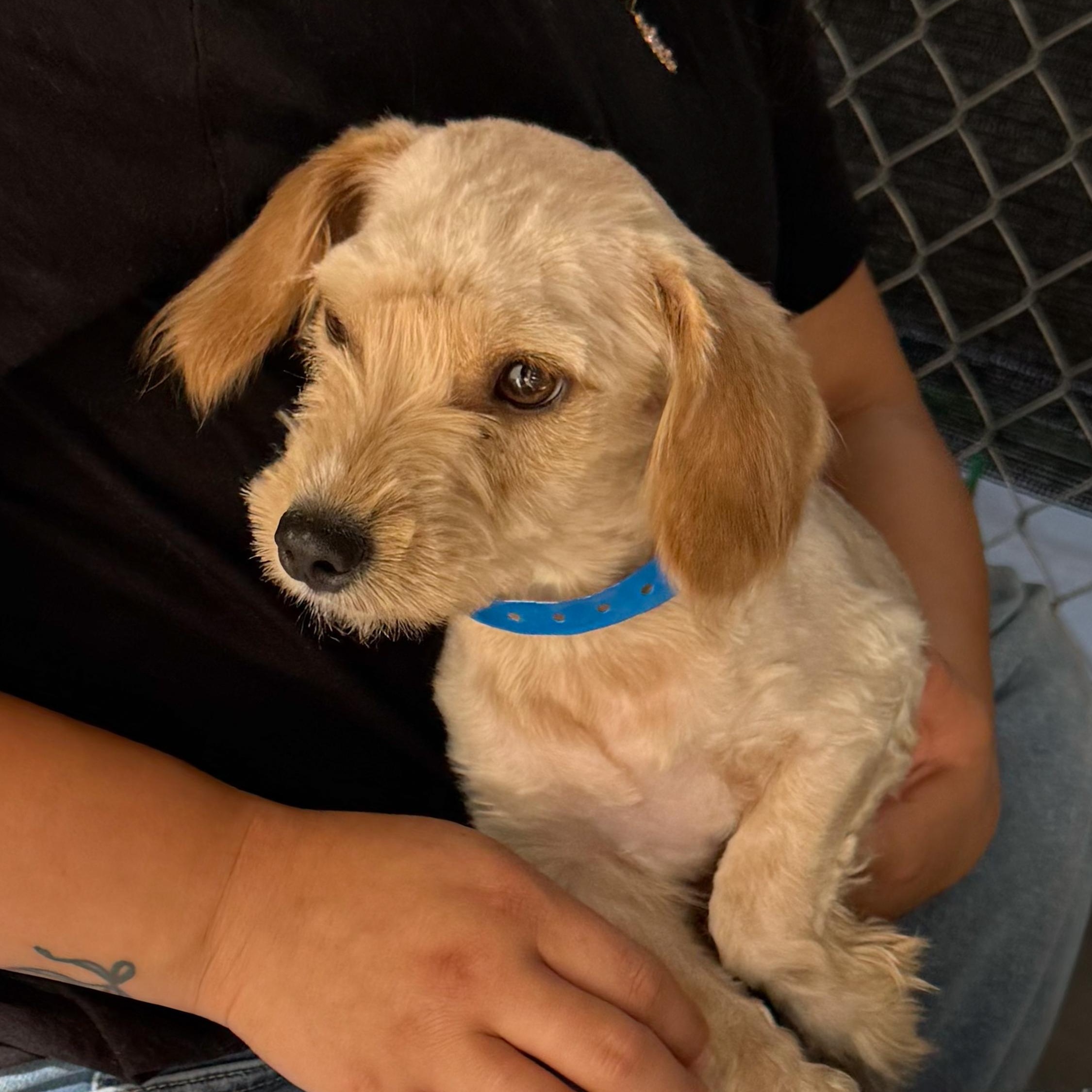 MERRIT, a Adoptable mixed breed in Fresno, CA image 6/6