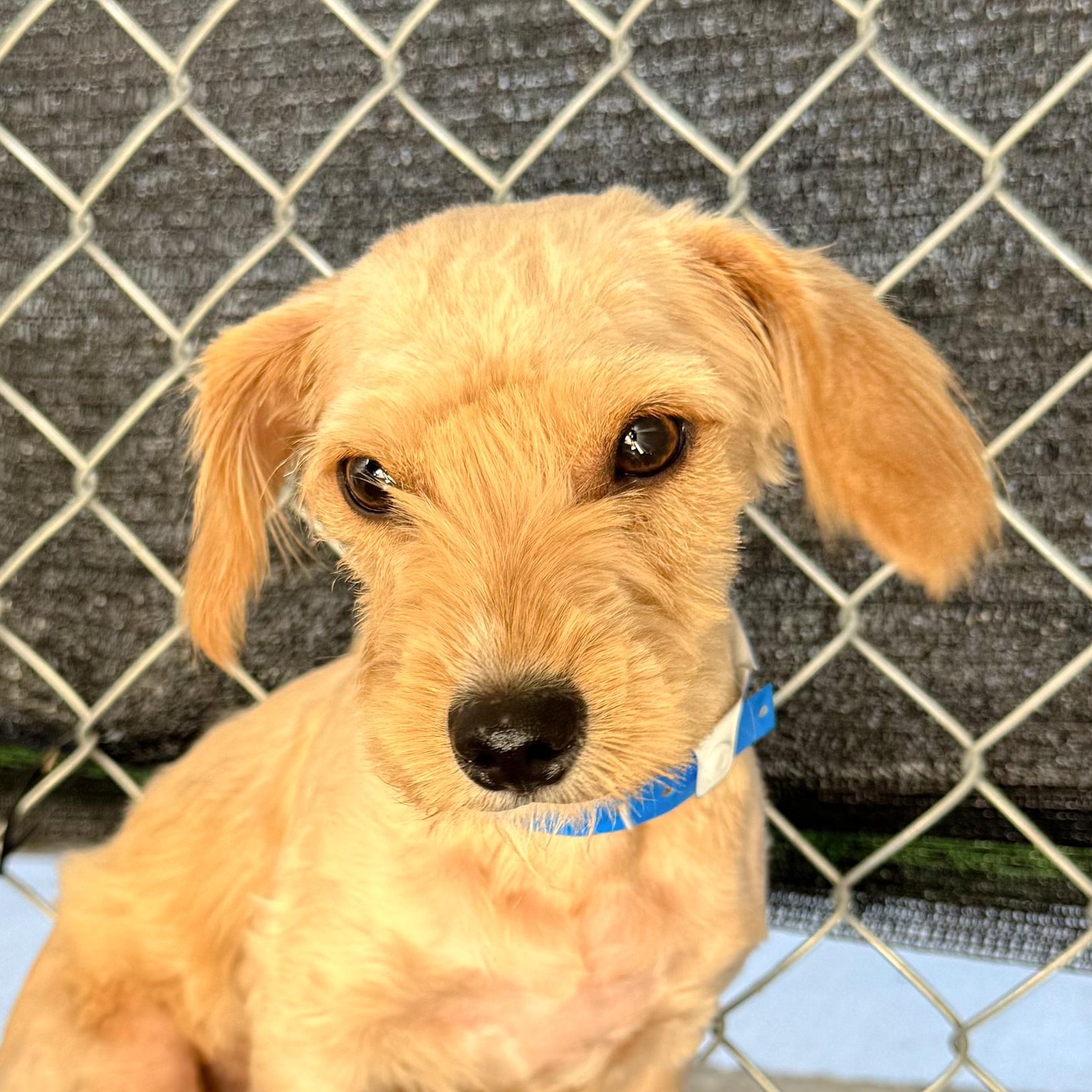 MERRIT, a Adoptable mixed breed in Fresno, CA image 5/6