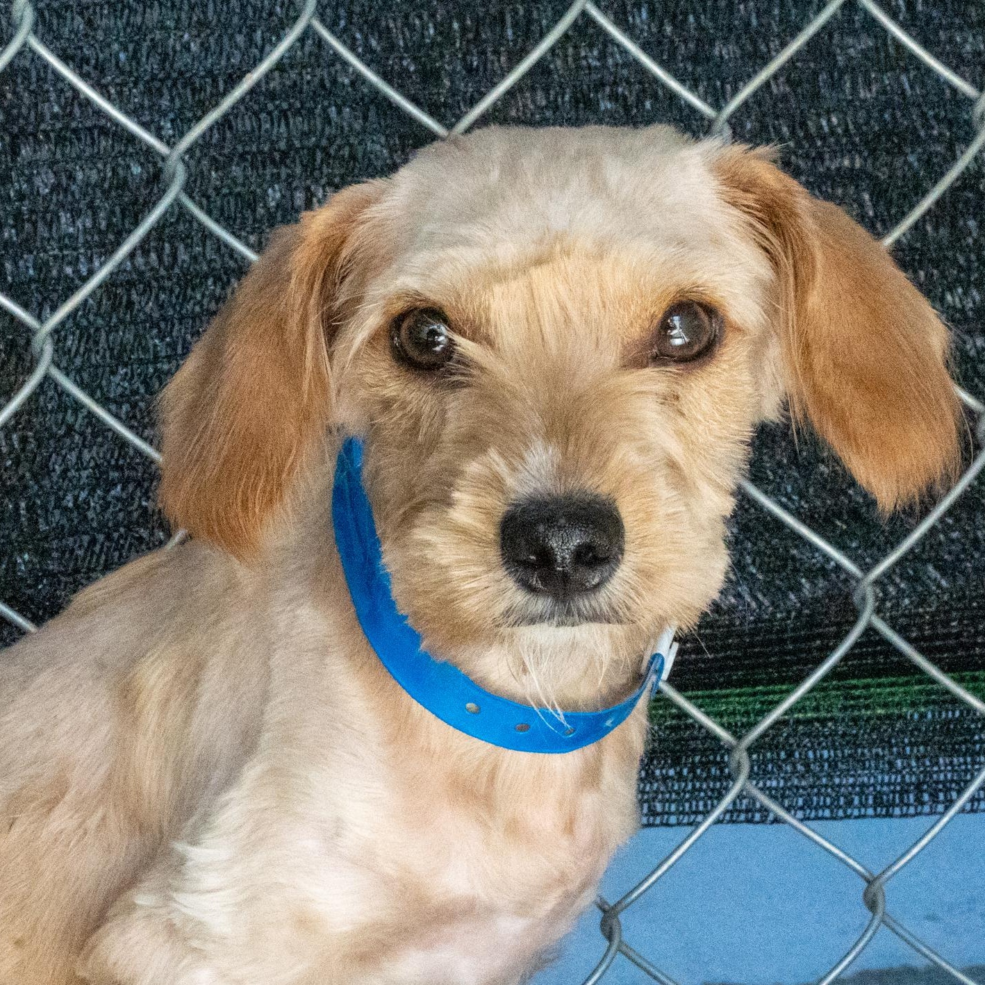 MERRIT, a Adoptable mixed breed in Fresno, CA image 2/6