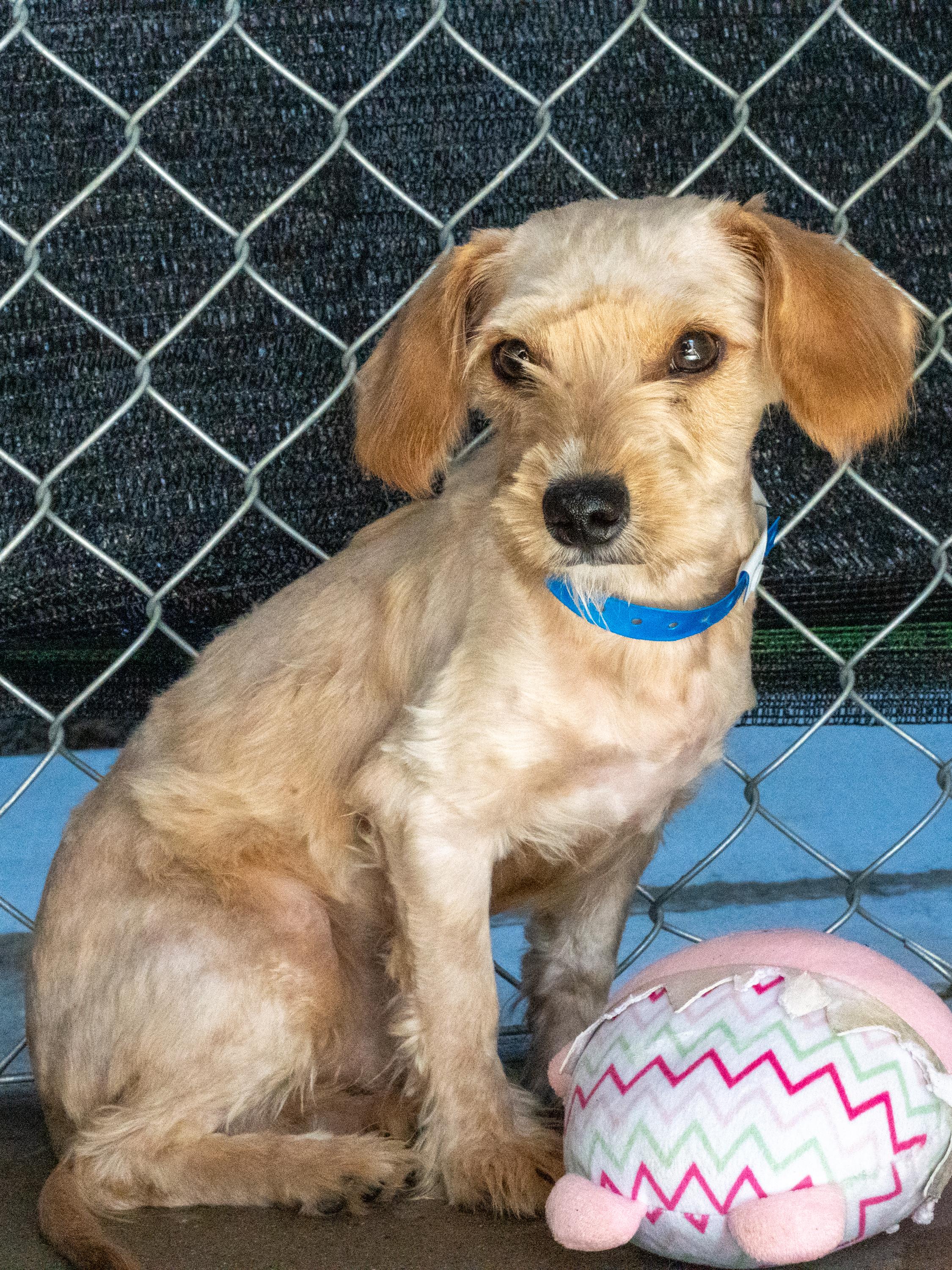 MERRIT, a Adoptable mixed breed in Fresno, CA image 4/6