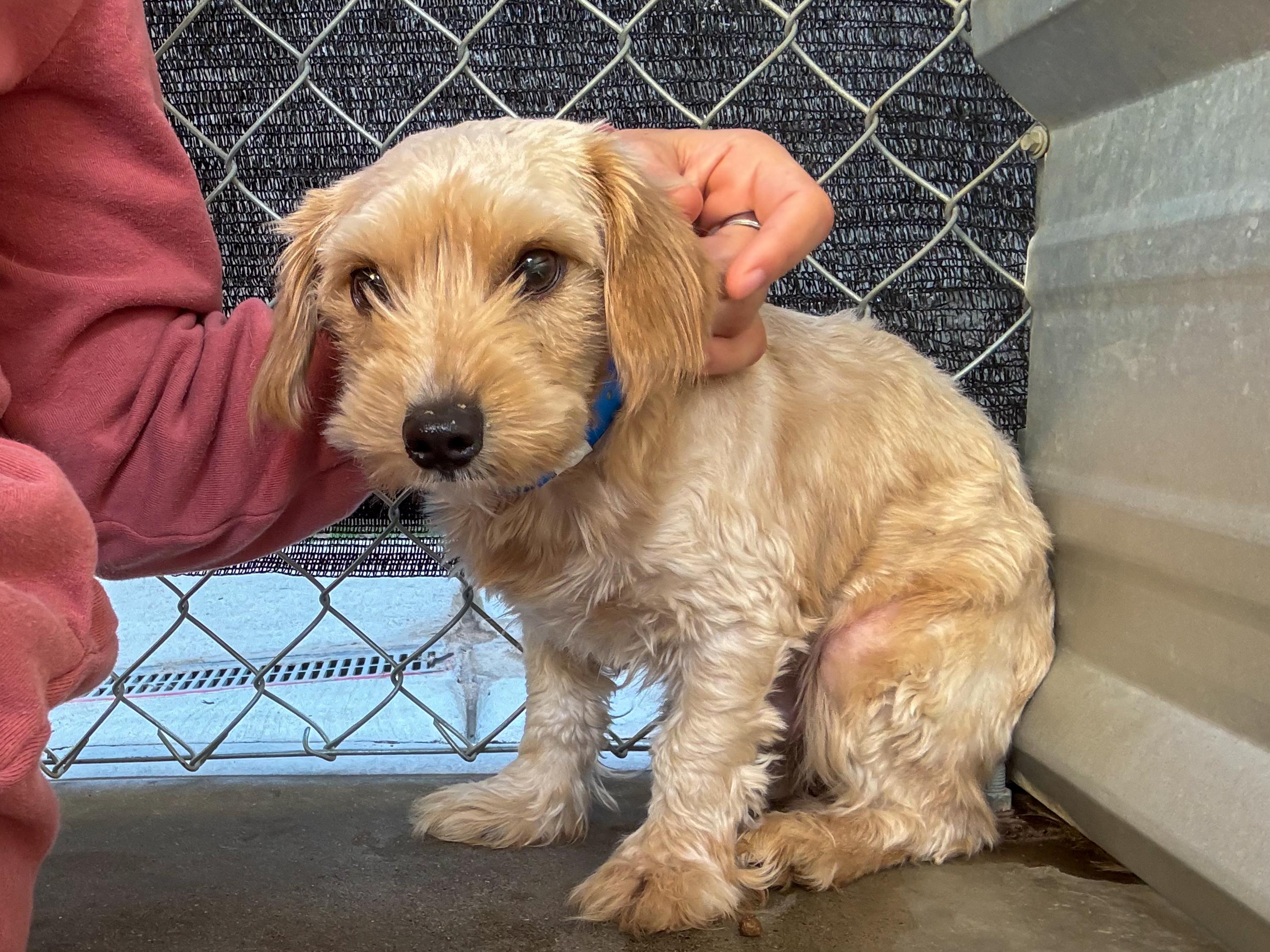 Enlarge MERRIT, a Adoptable mixed breed in Fresno, CA image 6/6