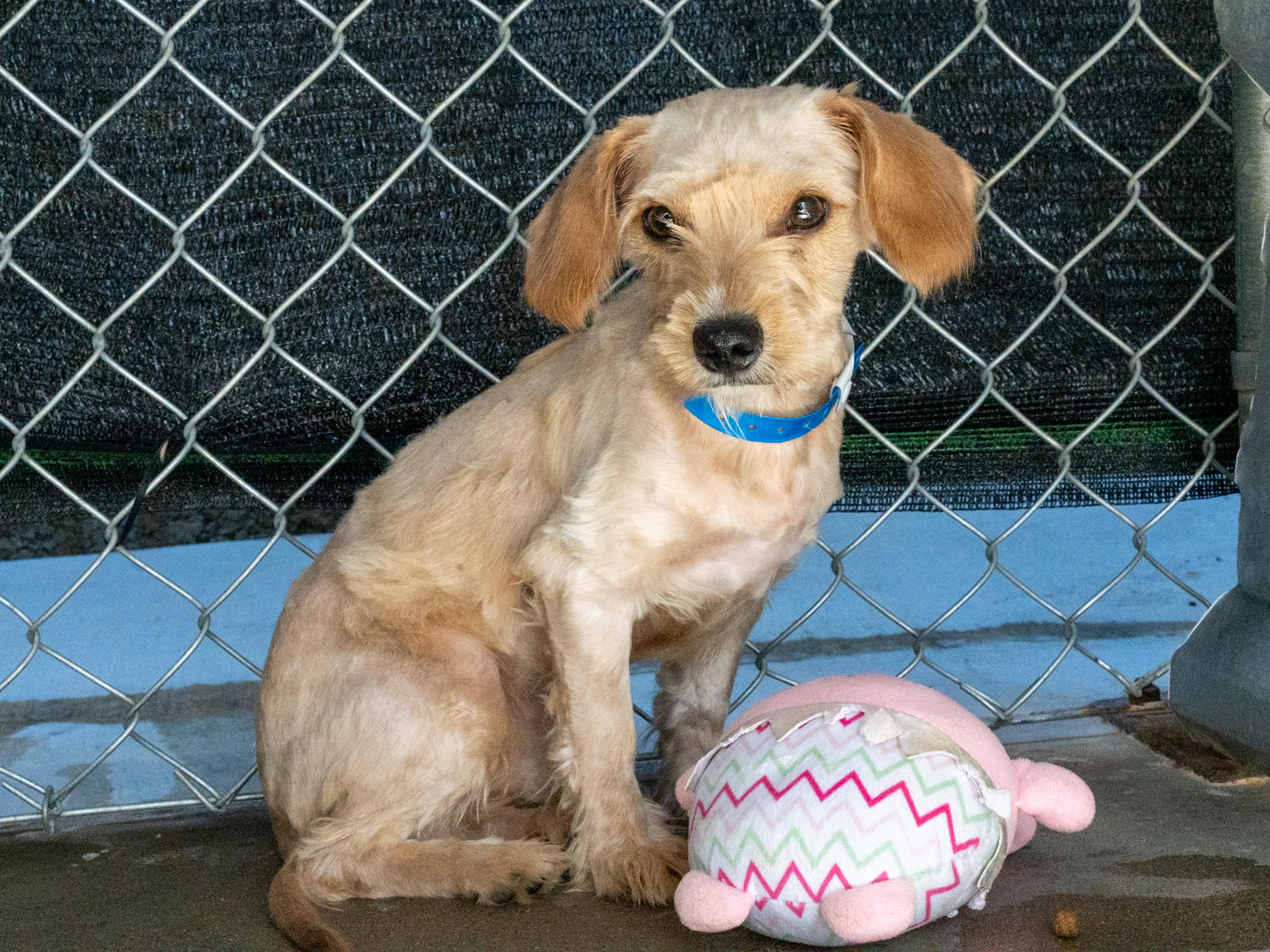 MERRIT, a Adoptable mixed breed in Fresno, CA image 3/6