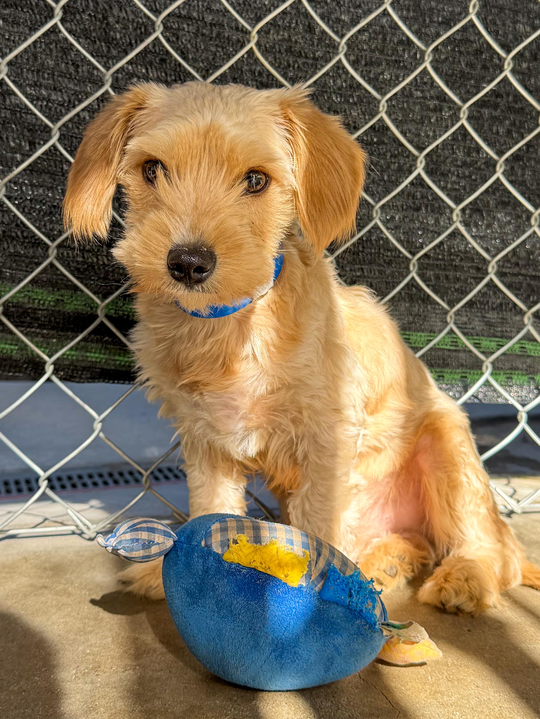 Enlarge MERRIT, a Adoptable mixed breed in Fresno, CA image 2/6