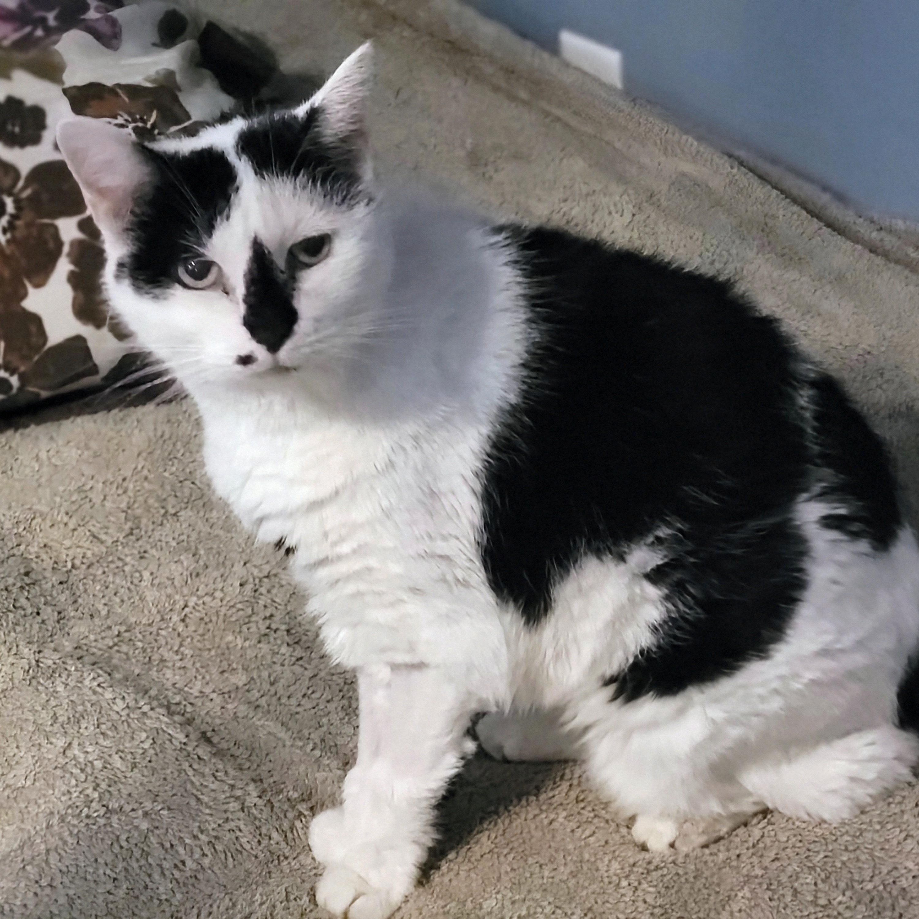 Enlarge Ravadoll, a Adoptable Domestic Short Hair in New Port Richey, FL image 1/3