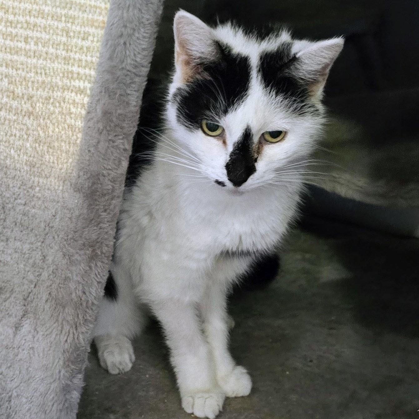 Enlarge Ravadoll, a Adoptable Domestic Short Hair in New Port Richey, FL image 3/3