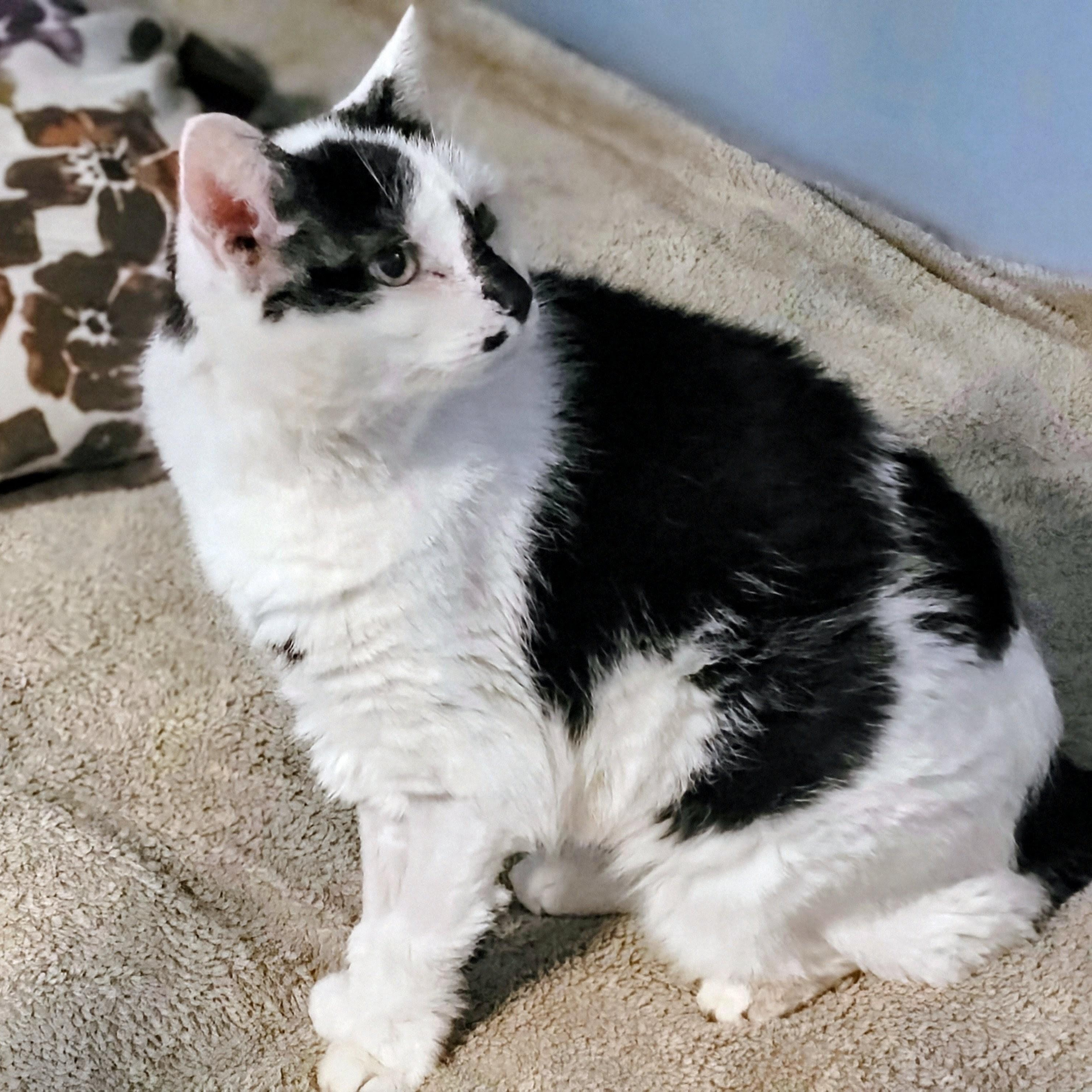 Enlarge Ravadoll, a Adoptable Domestic Short Hair in New Port Richey, FL image 2/3