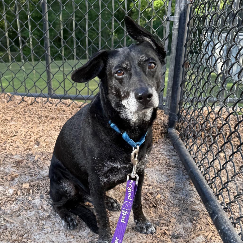 Enlarge Grandpa Bear, a Adoptable Mixed Breed in Jacksonville, FL image 1/4