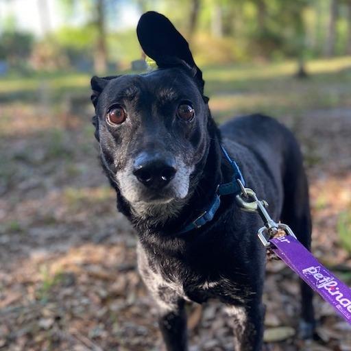 Enlarge Grandpa Bear, a Adoptable Mixed Breed in Jacksonville, FL image 2/4