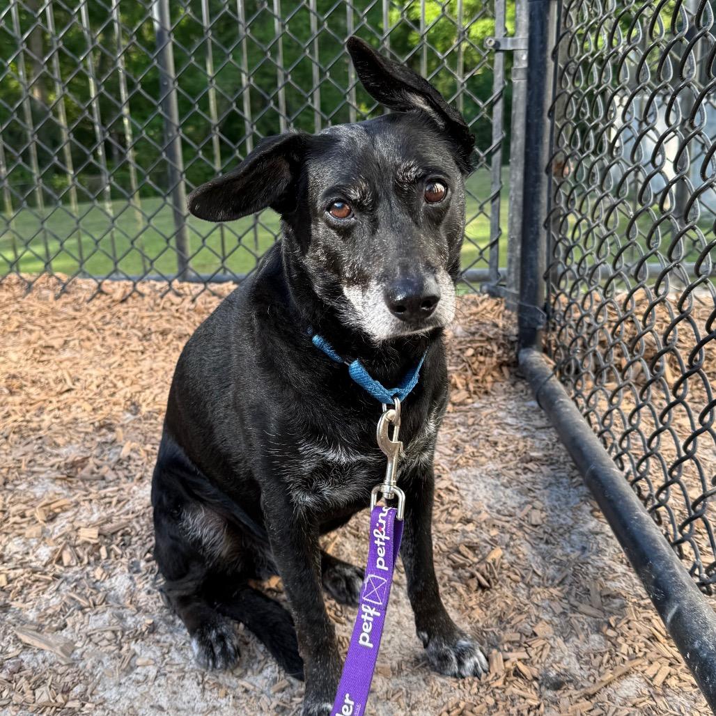 Enlarge Grandpa Bear, a Adoptable Mixed Breed in Jacksonville, FL image 3/4