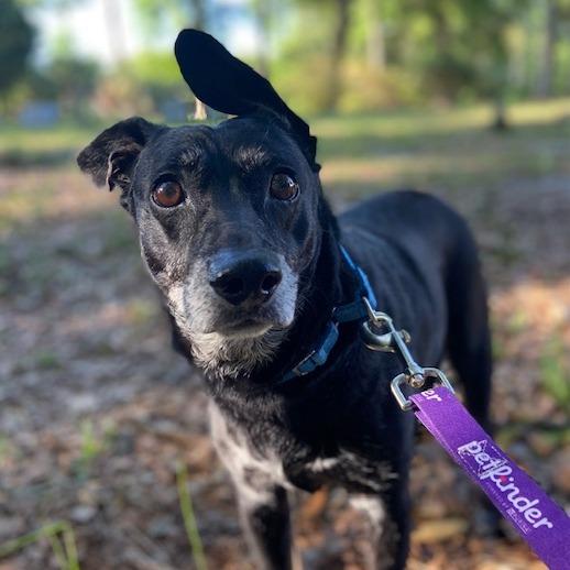 Enlarge Grandpa Bear, a Adoptable Mixed Breed in Jacksonville, FL image 4/4
