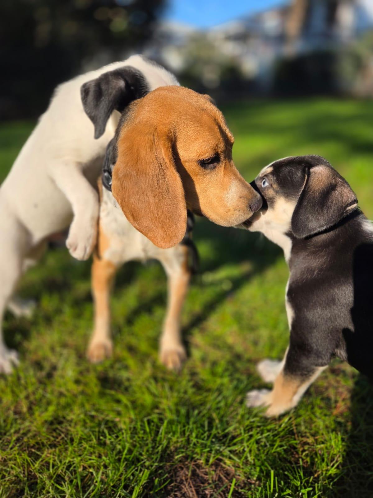 Mango, Adoptable, Young Female Beagle.