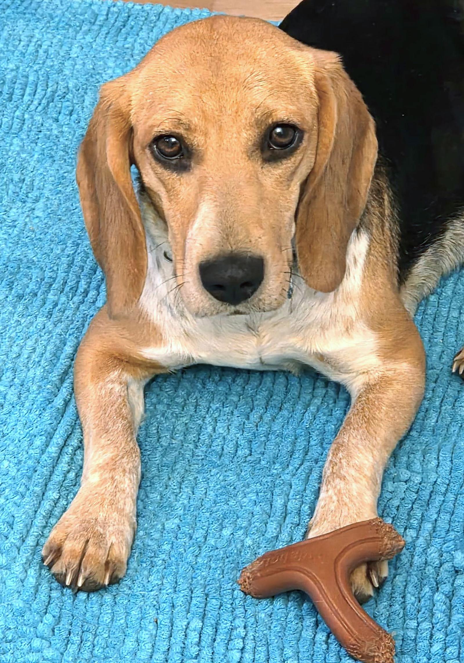 Mango, Adoptable, Young Female Beagle.