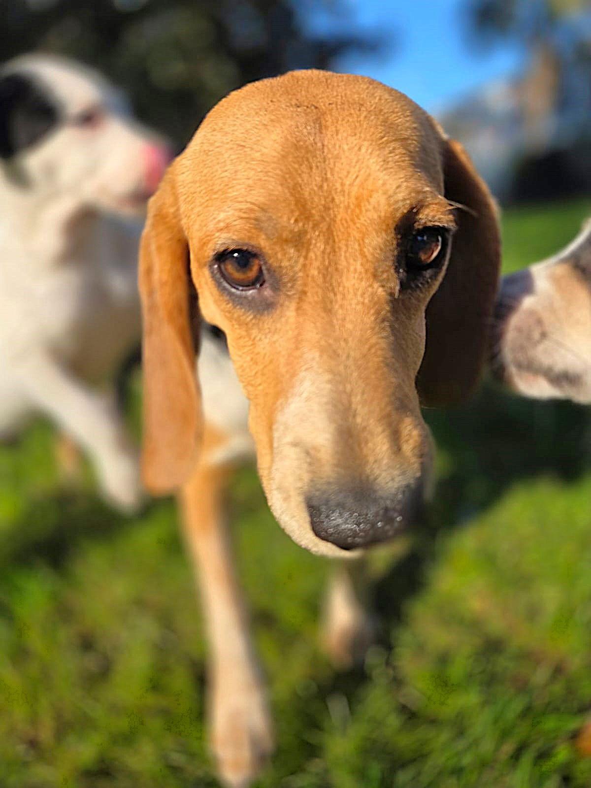 Enlarge Mango, a Adoptable Beagle in Dunnellon, FL image 3/3