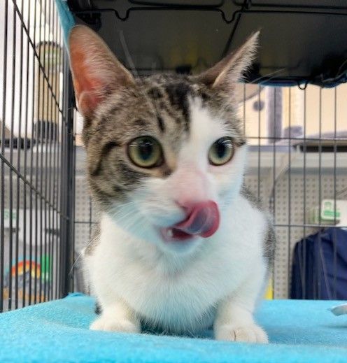 Enlarge Cleo, a Adoptable Domestic Short Hair in St Catharines, ON image 1/10