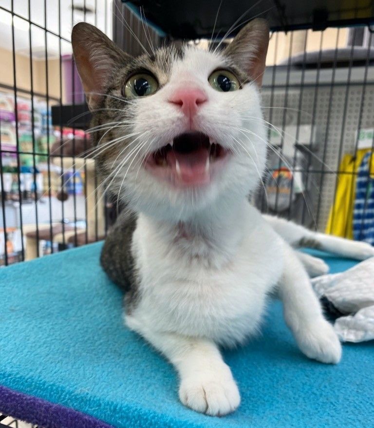 Enlarge Cleo, a Adoptable Domestic Short Hair in St Catharines, ON image 2/10