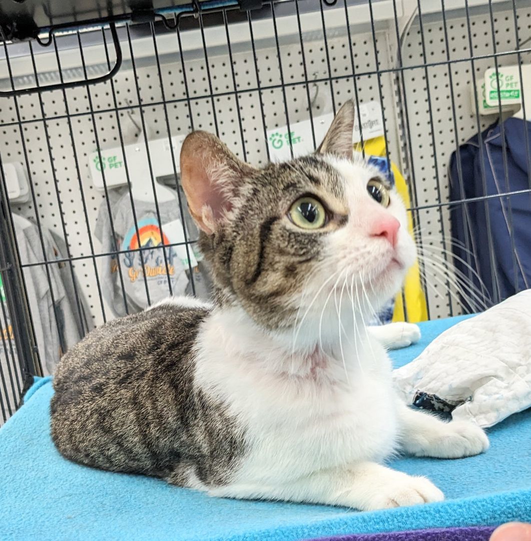 Enlarge Cleo, a Adoptable Domestic Short Hair in St Catharines, ON image 3/10