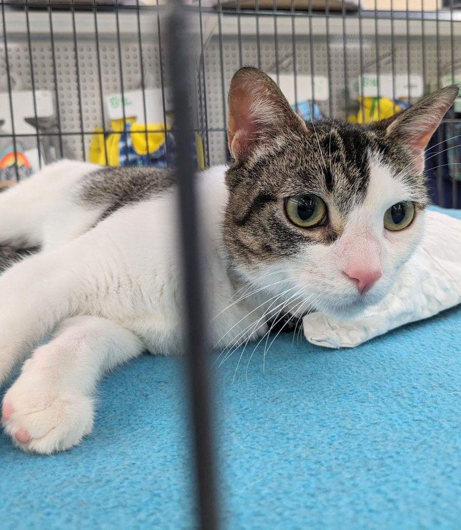 Enlarge Cleo, a Adoptable Domestic Short Hair in St Catharines, ON image 4/10