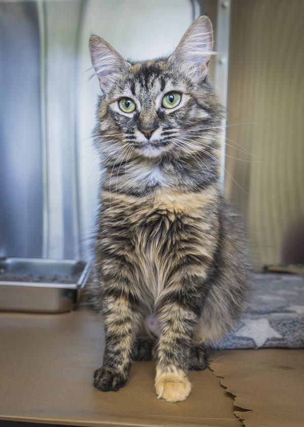 Chacha, Adoptable, Young Female Domestic Long Hair.