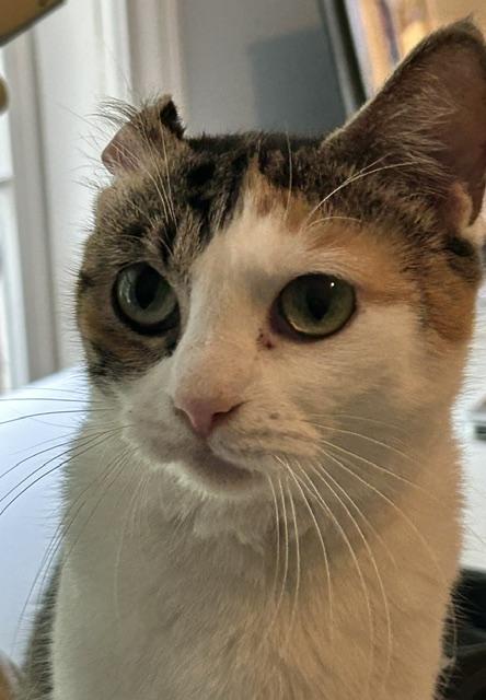 Enlarge Helga, a ADOPTABLE Domestic Short Hair in Reynoldsburg, OH image 2/3
